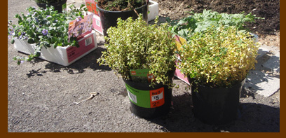 Pot plants representing the three leading UK political parties