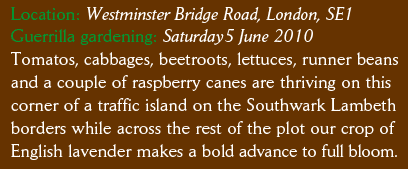 Location: Westminster Bridge Road, London, SE1 Guerrilla gardening: Saturday5 June 2010 Tomatos, cabbages, beetroots, lettuces, runner beans and a couple of raspberry canes are thriving on this corner of a traffic island on the Southwark Lambeth borders while across the rest of the plot our crop of  English lavender makes a bold advance to full bloom