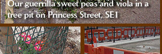 Our guerrilla sweet peas and viola in a tree pit on Princess Street, SE1