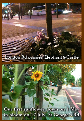 London Road pansies, Elephant & Castle. Guerrilla sunflower, sown on International Sunflower Guerrilla Gardening Day 2010. In bloom 17 July, St George's Road