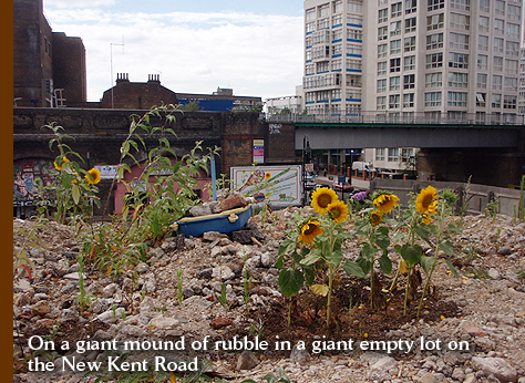 Guerilla sunflowers on a giant mound of rubble in a giant empty lot on the New Kent Road