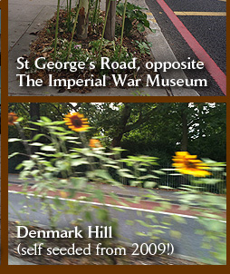St George's Road sunflowers and Denmark Hill (self seeded from 2009)