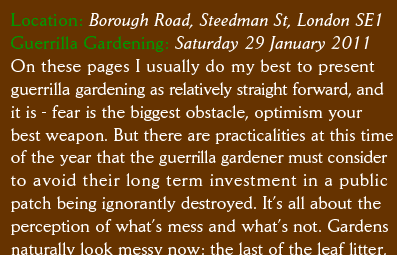 Location: Borough Road, Steedman St, London SE1 Guerrilla Hammering: Saturday 29 January 2011 On these pages I usually do my best to present  guerrilla gardening as relatively straight forward, and it is - fear is the biggest obstacle, optimism your  best weapon. But there are practicalities at this time of the year that the guerrilla gardener must consider to avoid their long term investment in a public patch being ignorantly destroyed. It’s all about the perception of what’s mess and what’s not. Gardens naturally look messy now: the last of the leaf litter