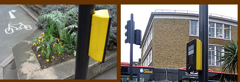 Crocus amongst pedestrian crossings in London