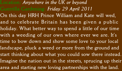 Location: Anywhere in the UK or beyond Guerrilla Gardening: Friday 29 April 2011 On this day HRH Prince William and Kate will wed, and to celebrate Britain has been given a public  holiday. What better way to spend a little of our time with a weeding of our own where ever we are. It’s time to bow down and show some love to your local  landscape, pluck a weed or more from the ground and start thinking about what you could sow there instead. Imagine the nation out in the streets, sprucing up their area and starting new loving partnerships with the land. 