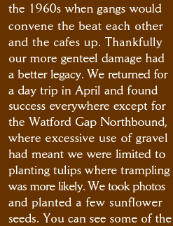the 1960s when gangs would  convene the beat each other  and the cafes up. Thankfully  our more genteel damage had  a better legacy. We returned for a day trip in April and found success everywhere except for the Watford Gap Northbound, where excessive use of gravel had meant we were limited to planting tulips where trampling was more likely. We took photos and planted a few sunflower seeds. You can see some of the