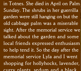 in Totnes. She died in April on Palm Sunday. The shrubs in her guerrilla garden were still hanging on but the  old cabbage palm was a miserable  sight. After the memorial service we talked about the garden and some local friends expressed enthusiasm  to help tend it. So the day after the memorial service Lyla and I went  shopping for hollyhocks, lavender, curry plants, sedum and a black 