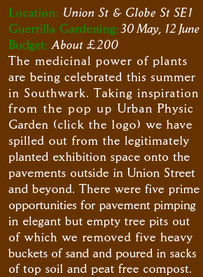 Location: Union St & Globe St SE1 30 May, 12 June The medicinal power of plants are being celebrated this summer in Southwark. Taking inspiration from the pop up Urban Physic Garden we have spilled out from the exhibition space onto the pavements in Union St. There were 5  opportunities for pavement pimping in empty tree pits from which we removed 5 buckets of sand and poured in sacks of soil and compost.