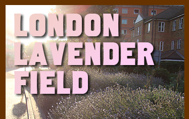 London Lavender Field