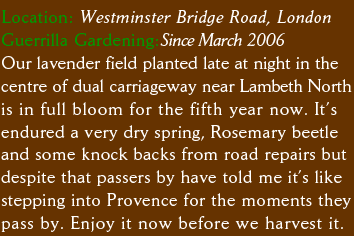 Location: Westminster Bridge Road, London Guerrilla Gardening: Since March 2006 Our five year old lavender field in the centre of the dual carriageway near Lambeth North is in full bloom for the fifth year now. It’s endured a very dry spring, Rosemary beetle and some knock backs from road repairs but despite that passers by have told me it’s like stepping into Provence for the moments they pass by. Enjoy it now before we harvest it. 