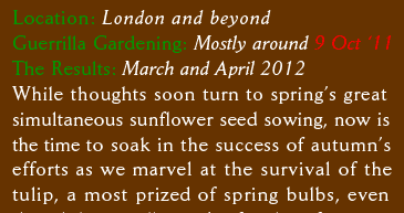 Location: London and beyond Guerrilla Gardening:  Mostly around 9 Oct ‘11 The Results:  March and April 2012 While thoughts soon turn to spring’s great simultaneous sunflower seed sowing, now is the time to soak in the success of autumn’s efforts as we marvel at the survival of the  tulip, a most prized of spring bulbs, even 