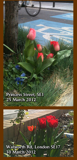 Princess street guerrilla tulip planting