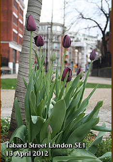 Tabard Street guerrilla tulips