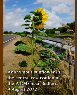 Anonymous sunflower in the central reservation of  the A1(M) near Bedford 4 August 2012