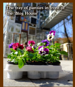 The tray of pansies in front of the Blog House