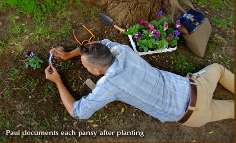 Paul documents each pansy after planting