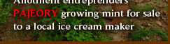 Pajeory growing mint for sale to a local ice cream maker