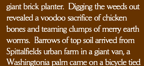 giant brick planter.  Digging the weeds out revealed a voodoo sacrifice of chicken bones and teaming clumps of merry earth worms.  Barrows of top soil arrived from Spittalfields urban farm in a giant van, a Washingtonia palm came on a bicycle tied