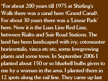“For about 200 years till 1975 at Shirling's Walk there was a canal here (Grand Canal). For about 30 years there was a 'Linear Park' here. Now it is the Luas Line Red Line, between Rialto and Suir Road Stations. The land has been landscaped with ivy, cotoneaster horizontalis, vinca etc etc. some low growing plants and some trees. In September 2006 I planted about 150 or so bluebell bulbs given to me by a woman in the area. I planted them in 12 spots along the rail line. They came up 
