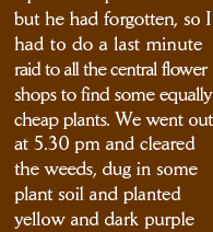 but he had forgotten, so I had to do a last minute raid to all the central flower shops to find some equally cheap plants. We went out at 5.30 pm and cleared the weeds, dug in some plant soil and planted yellow and dark purple 