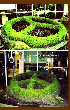 Guerilla Gardening