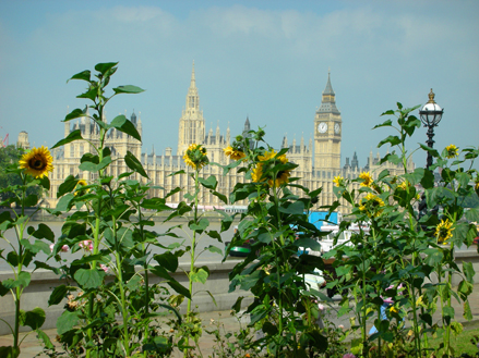 Guerrilla Sunflowers of Parliament 2008