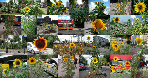 London Guerrilla Sunflowers