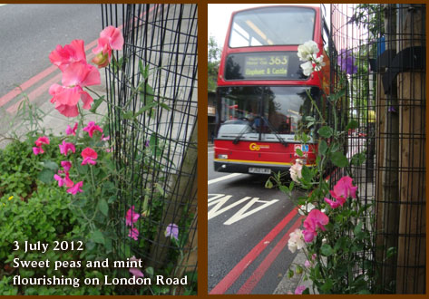 Sweet peas and mint thrive in guerrilla gardens 3 July 2012