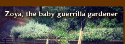 Zoya the baby guerrilla gardener