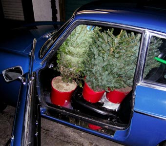 Young Christmas trees in an MG