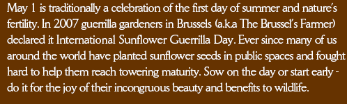 May 1 is traditionally a celebration of the first day of summer and natures fertility. In 2007 guerrilla gardeners in Brussels (a.k.a The Brussels Farmer) declared it International Sunflower Guerrilla Day. Ever since many of us around the world have planted sunflower seeds in public spaces and fought hard to help them reach towering maturity. Sow on the day or start early - do it for the joy of their incongruous beauty and benefits to wildlife. 