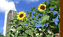 Sunflower Southwark